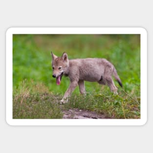 Timber Wolf Pup Sticker